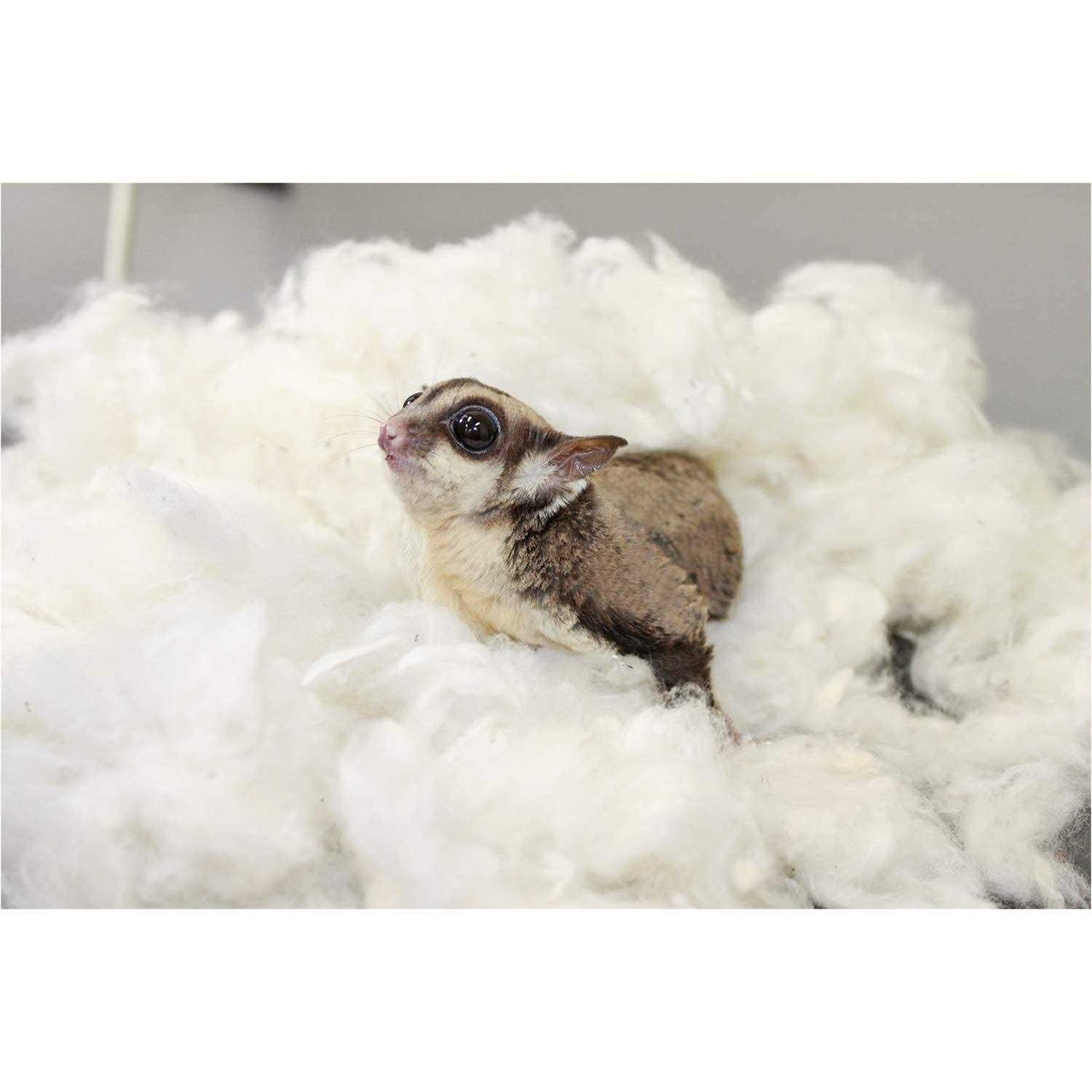 100% Cotton Animal Bedding G43936