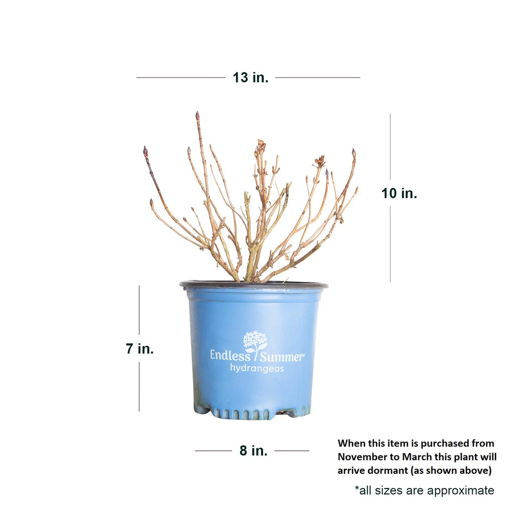 Hydrangea Live Outdoor Flowering Plant S6677