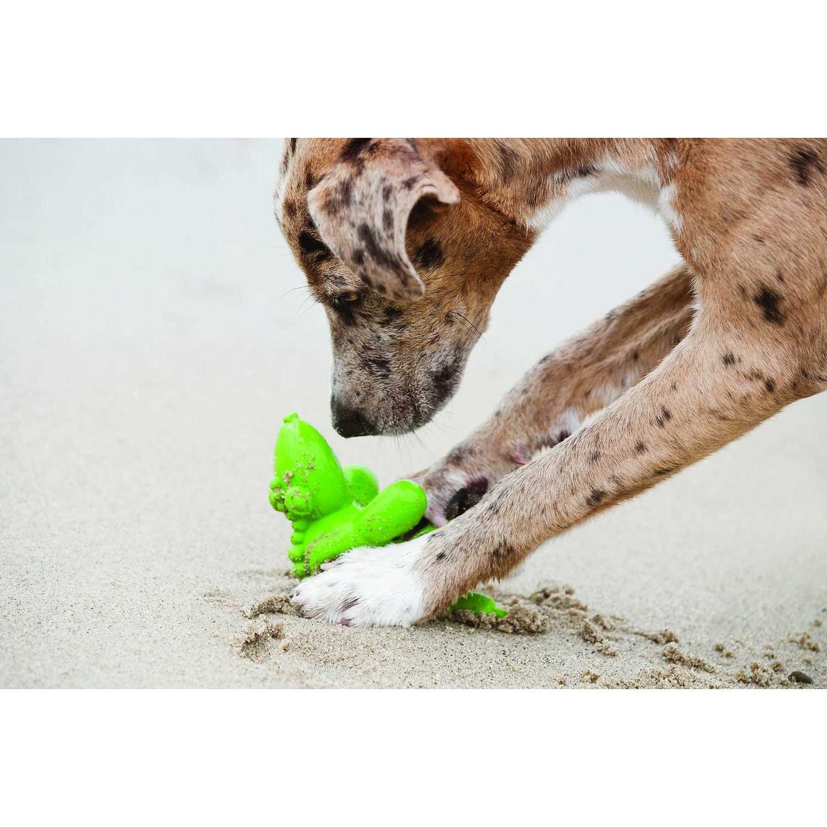Latex Dog Toy C519