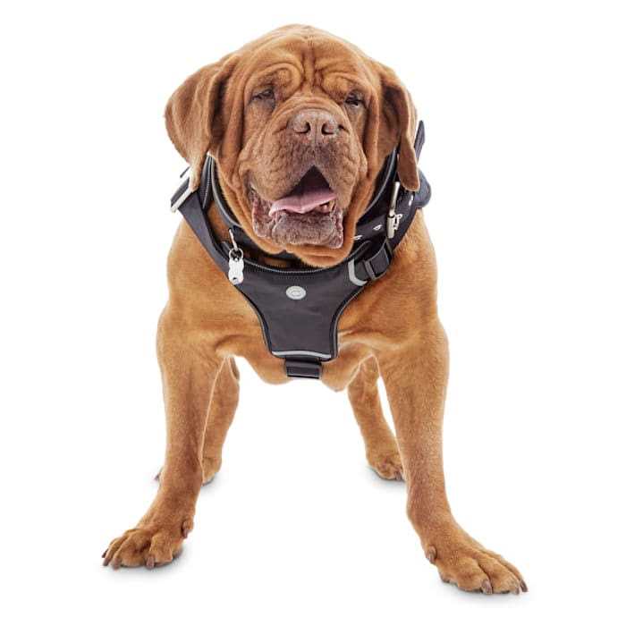 Big Black Dog Harness P8443