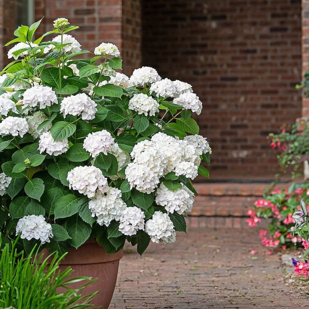 Hydrangea Live Outdoor Flowering Plant S6677