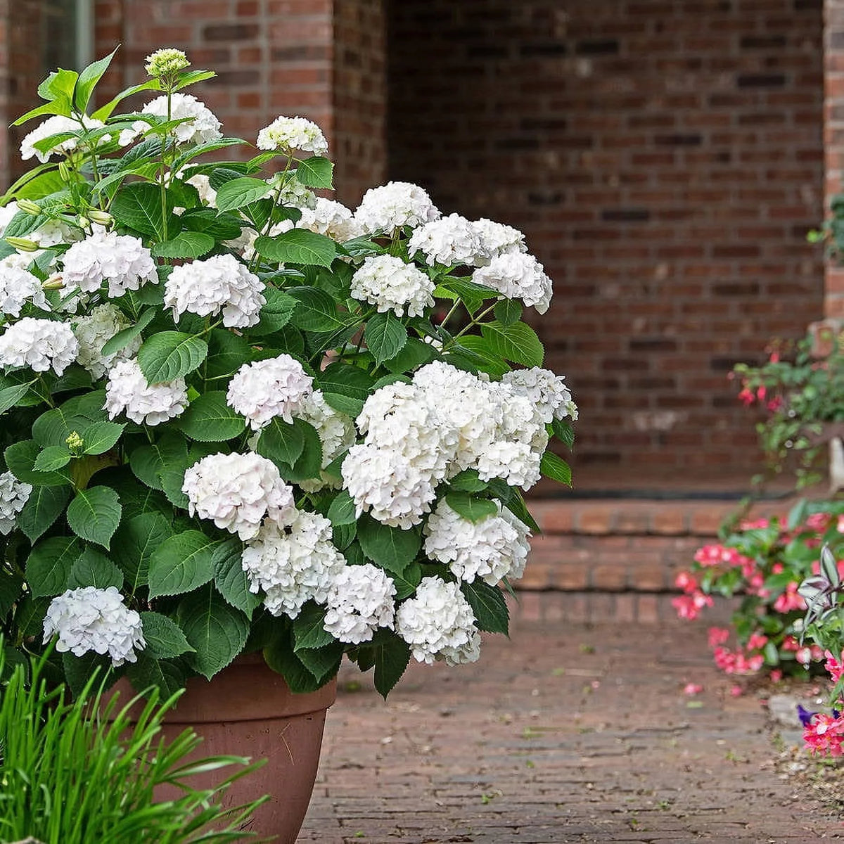 Hydrangea Live Outdoor Flowering Plant S6677