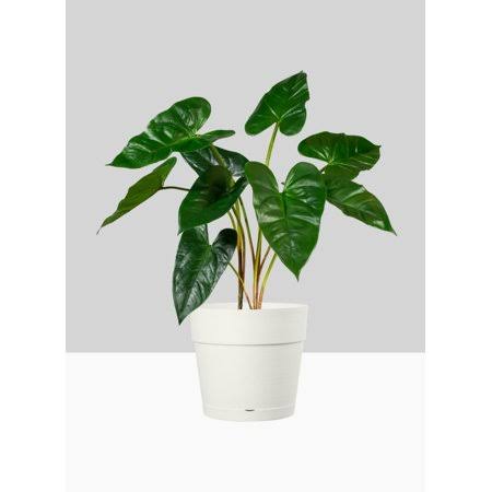 White Plastic Pot with Attached Saucer S91949