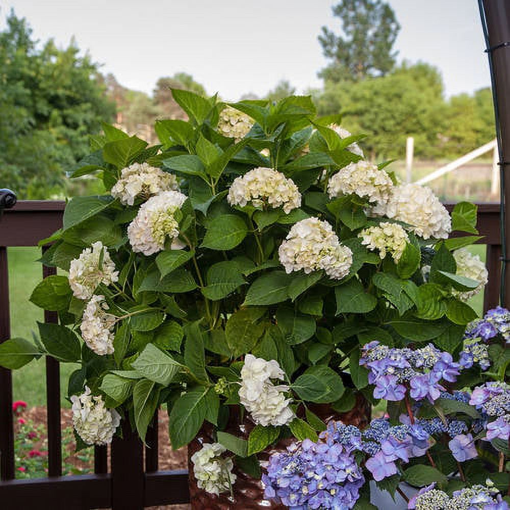 Hydrangea Live Outdoor Flowering Plant S6677