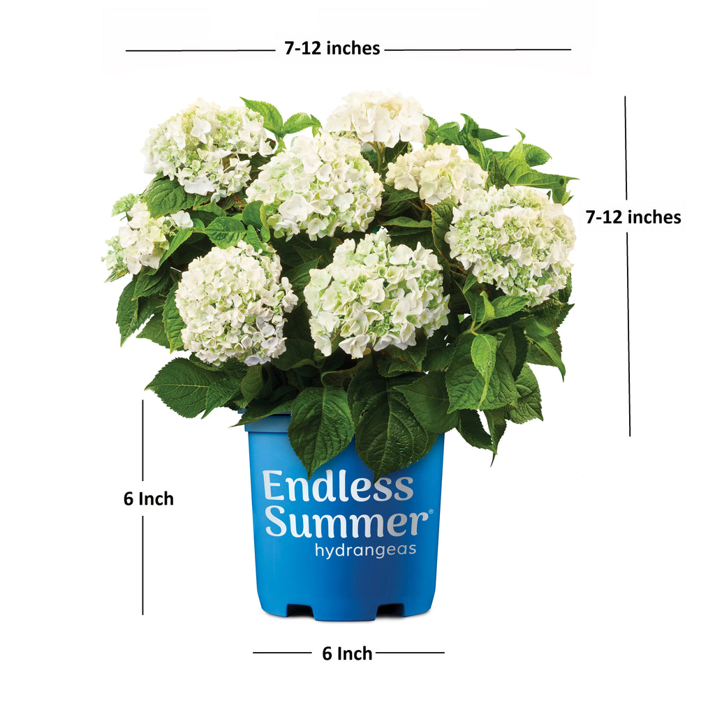 Hydrangea Live Outdoor Flowering Plant S6677