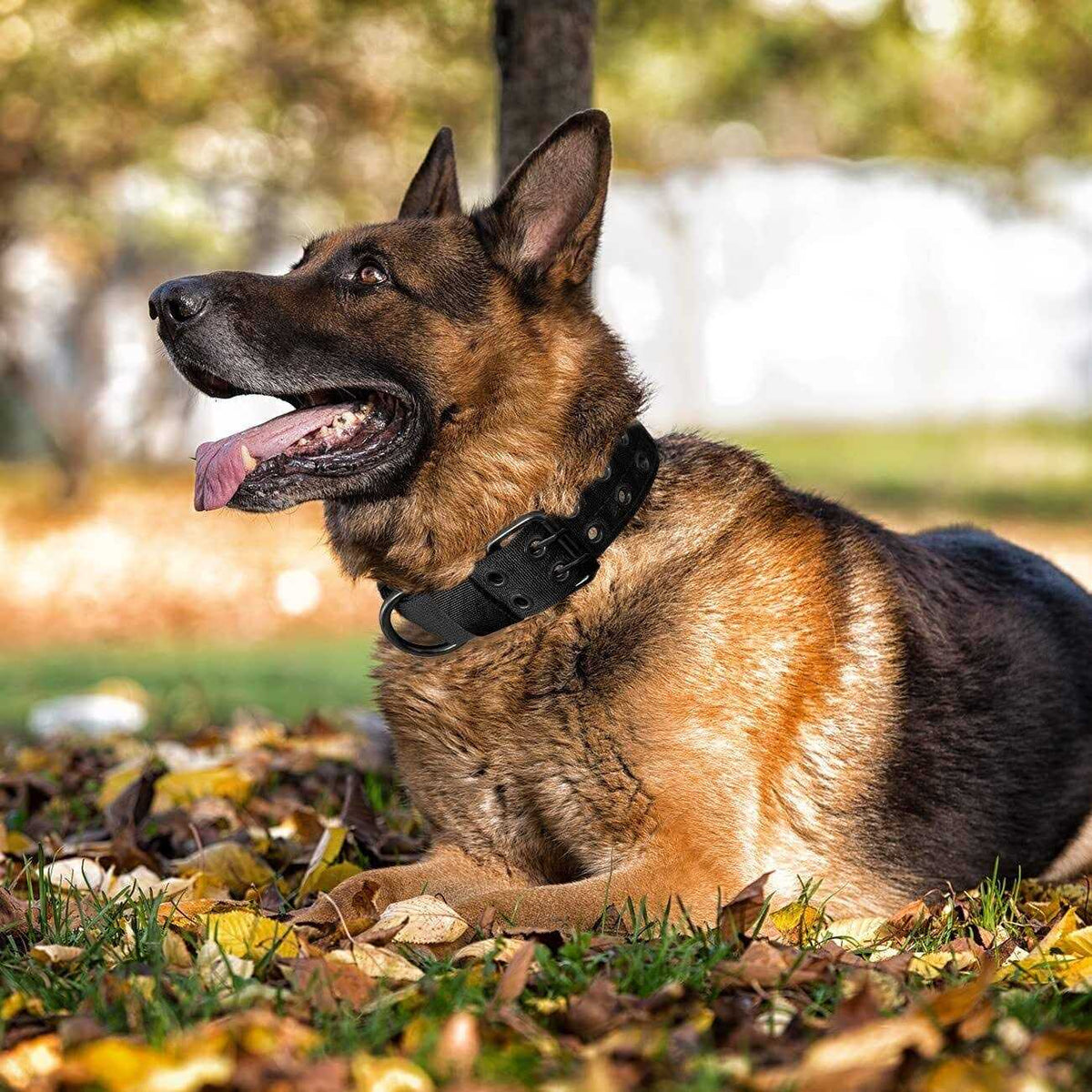 Nylon Adjustable Heavy Duty Tactical Dog Collar W51059