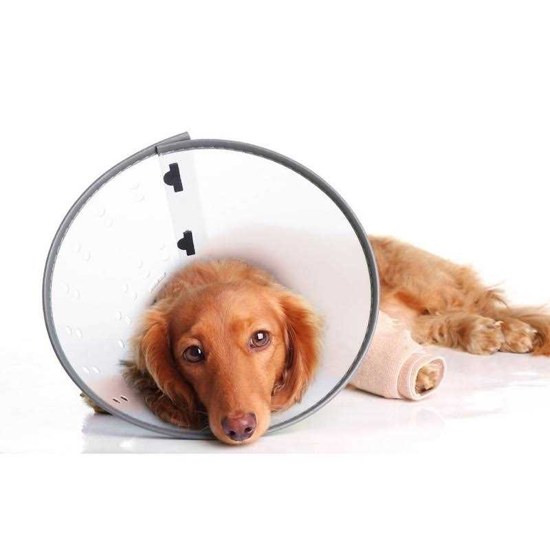 Clear XXL E-Collar R86061