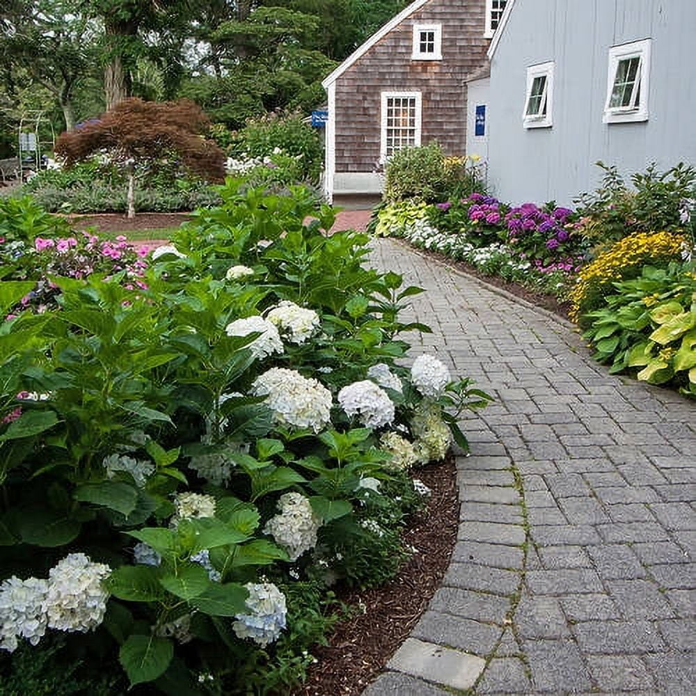 Hydrangea Live Outdoor Flowering Plant S6677
