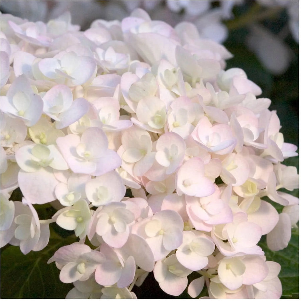 Hydrangea Live Outdoor Flowering Plant S6677