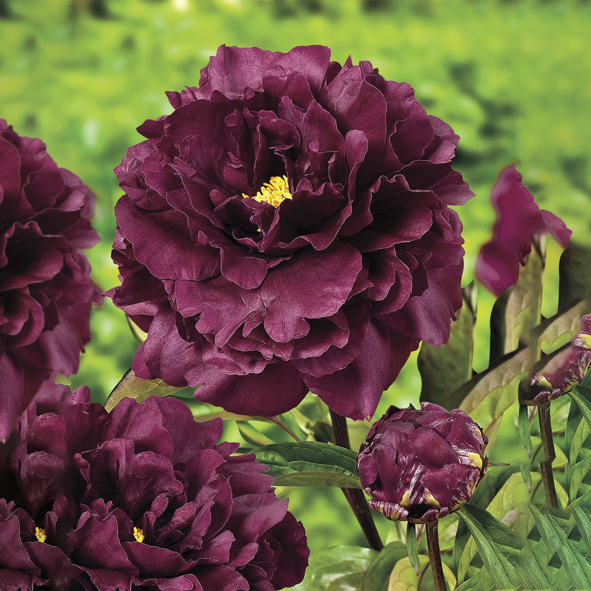 Black Peony Bare Root Perennial Plants 3-Pack D52905