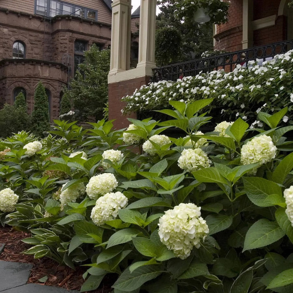 Hydrangea Live Outdoor Flowering Plant S6677