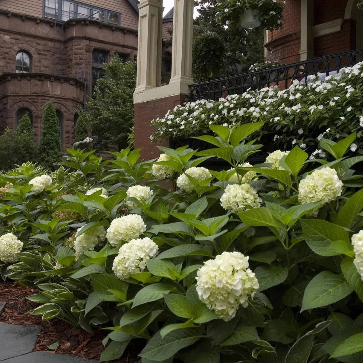 Hydrangea Live Outdoor Flowering Plant S6677